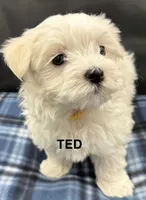 Ted, a male Maltese for sale in Phillipsburg, MO – Photo 3 of 10