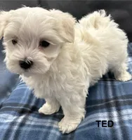 Ted, a male Maltese for sale in Phillipsburg, MO – Photo 4 of 10