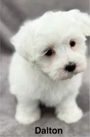 Dalton, a male Maltese for sale in Phillipsburg, MO – 6 of 10