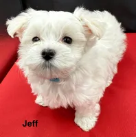 Jeff, a male Maltese for sale in Phillipsburg, MO – Photo 9 of 9