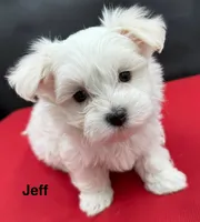 Jeff, a male Maltese for sale in Phillipsburg, MO – Photo 6 of 9