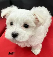 Jeff, a male Maltese for sale in Phillipsburg, MO – Photo 7 of 9