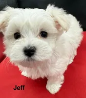 Jeff, a male Maltese for sale in Phillipsburg, MO – Photo 8 of 9