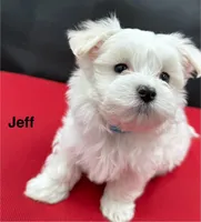 Jeff, a male Maltese for sale in Phillipsburg, MO – Photo 1 of 9