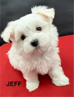 Jeff, a male Maltese for sale in Phillipsburg, MO – Photo 3 of 9