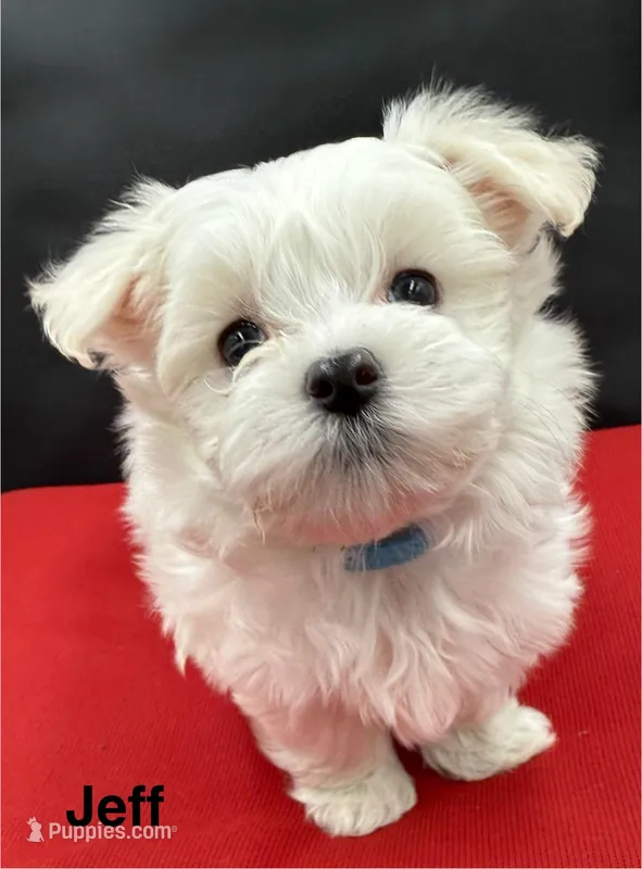 Jeff – Maltese puppy for sale in Phillipsburg, MO