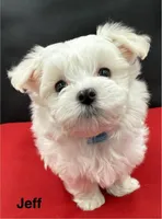 Jeff, a male Maltese for sale in Phillipsburg, MO – Photo 2 of 9