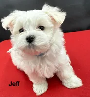 Jeff, a male Maltese for sale in Phillipsburg, MO – Photo 4 of 9
