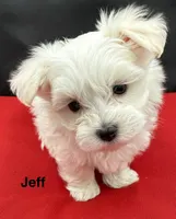 Jeff, a male Maltese for sale in Phillipsburg, MO – Photo 5 of 9