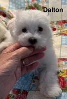 Dalton, a male Maltese for sale in Phillipsburg, MO – 8 of 10