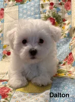 Dalton, a male Maltese for sale in Phillipsburg, MO – 2 of 10