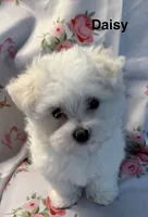 Daisy, a female Maltese for sale in Phillipsburg, MO – 5 of 8