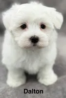 Dalton, a male Maltese for sale in Phillipsburg, MO – 2 of 10