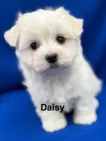 Daisy, a female Maltese for sale in Phillipsburg, MO – 3 of 10
