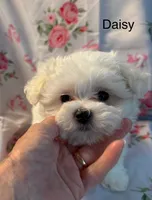 Daisy, a female Maltese for sale in Phillipsburg, MO – 3 of 8