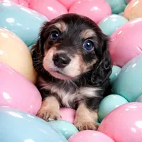 Bono AKC LH Black and Cream, a male Miniature Dachshund for sale in Los Angeles, CA – Photo 1 of 3