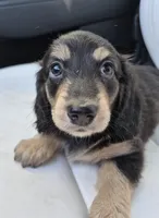 Bono AKC LH Black and Cream, a male Miniature Dachshund for sale in Los Angeles, CA – Photo 3 of 3