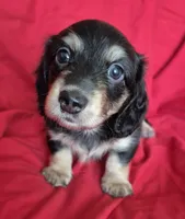 Bono AKC LH Black and Cream, a male Miniature Dachshund for sale in Los Angeles, CA – Photo 2 of 3