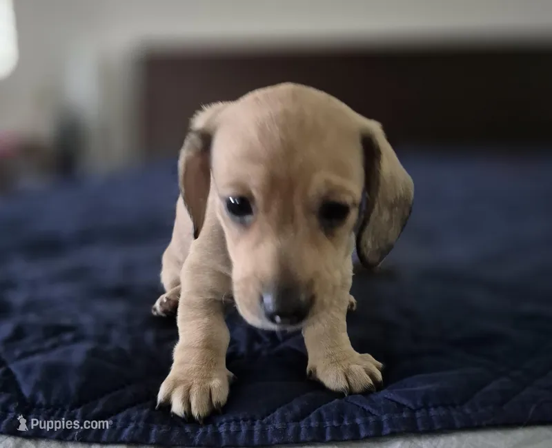 Bracken AKC Smooth Shaded Cream , a male Miniature Dachshund for sale in Los Angeles, CA – Photo 1 of 4
