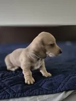 Bracken AKC Smooth Shaded Cream , a male Miniature Dachshund for sale in Los Angeles, CA – Photo 2 of 4