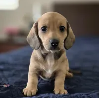 Bracken AKC Smooth Shaded Cream , a male Miniature Dachshund for sale in Los Angeles, CA – Photo 3 of 4