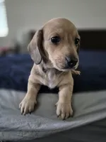 Bracken AKC Smooth Shaded Cream , a male Miniature Dachshund for sale in Los Angeles, CA – Photo 4 of 4