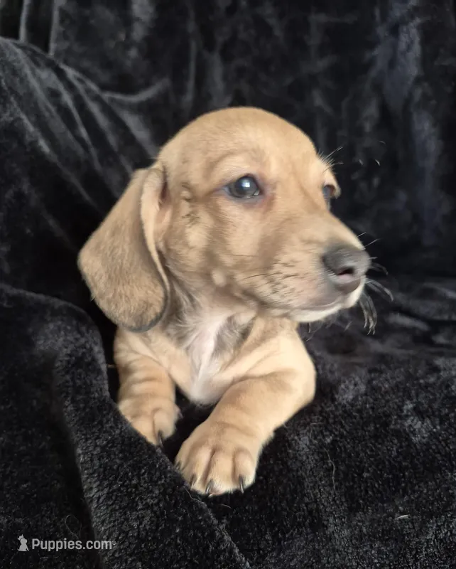 Bracken AKC Smooth Shaded Cream  – Miniature Dachshund puppy for sale in Los Angeles, CA