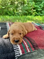 Boone, a male Golden Retriever for sale in Church Hill, TN – 7 of 9