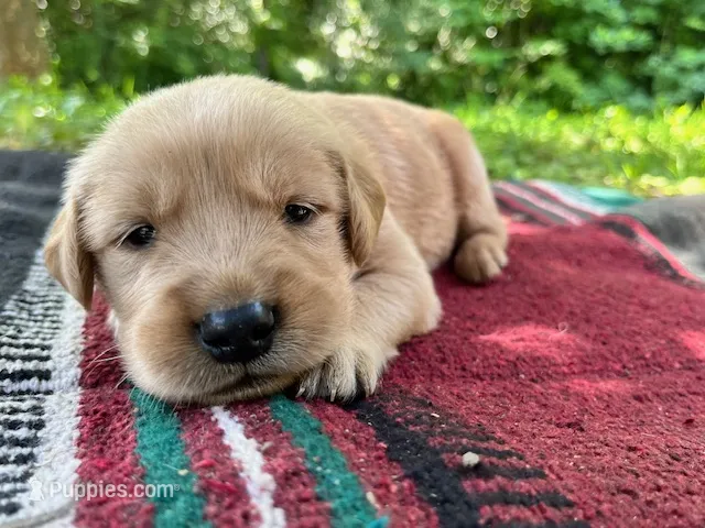 Israel – Golden Retriever puppy for sale in Church Hill, TN