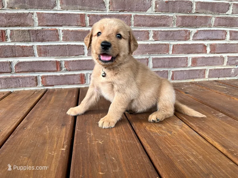 Cincinnatis – Golden Retriever puppy for sale in Church Hill, TN