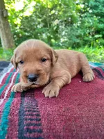 MIngo, a male Golden Retriever for sale in Church Hill, TN – 4 of 10