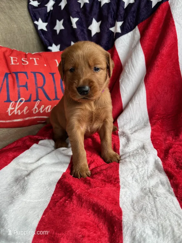 Beckie – Golden Retriever puppy on hold in Church Hill, TN