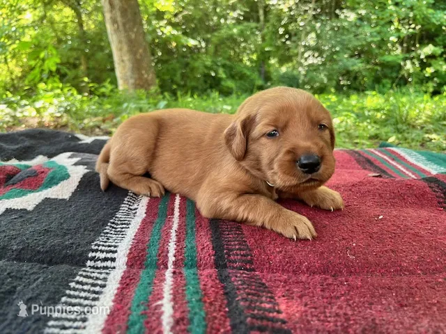 Beckie – Golden Retriever puppy on hold in Church Hill, TN