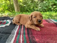 Beckie, a female Golden Retriever for sale in Church Hill, TN – 1 of 10