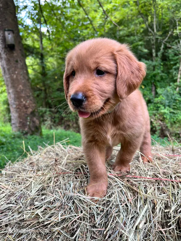 Yadkin – Golden Retriever puppy on hold in Church Hill, TN