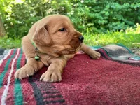MIngo, a male Golden Retriever for sale in Church Hill, TN – 3 of 10