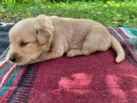 Israel, a male Golden Retriever for sale in Church Hill, TN – 5 of 10