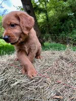 MIngo, a male Golden Retriever for sale in Church Hill, TN – 4 of 9