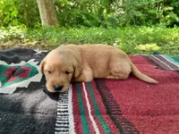 Jemima, a female Golden Retriever for sale in Church Hill, TN – 1 of 8