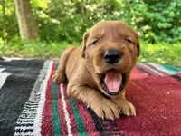 Beckie, a female Golden Retriever for sale in Church Hill, TN – 2 of 10