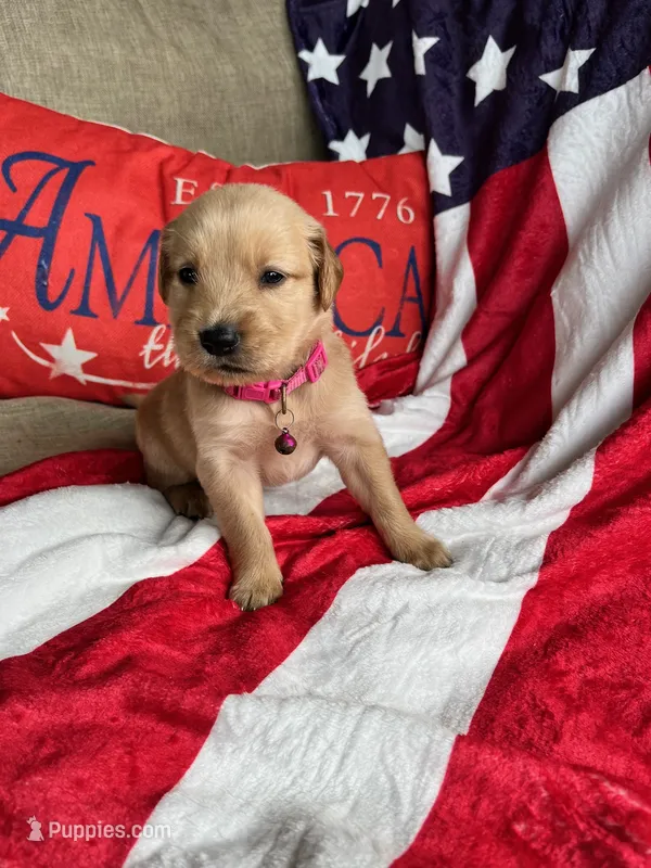 Papoose – Golden Retriever puppy for sale in Church Hill, TN