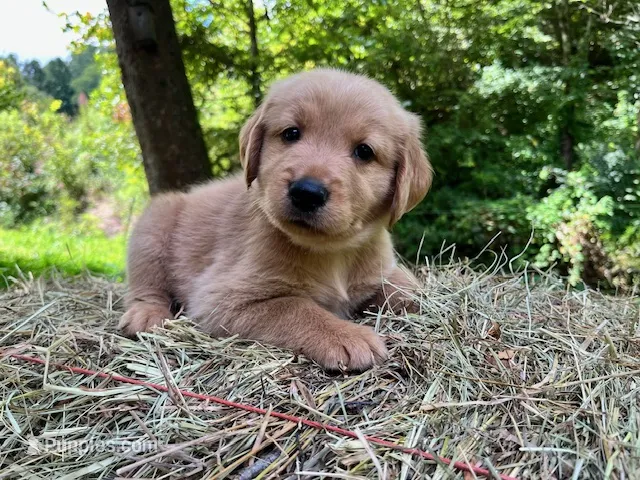 Cincinnatis – Golden Retriever puppy for sale in Church Hill, TN
