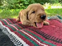 Yadkin, a male Golden Retriever for sale in Church Hill, TN – 6 of 10