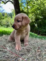 Cincinnatis, a male Golden Retriever for sale in Church Hill, TN – 8 of 10