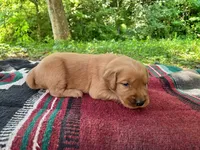 MIngo, a male Golden Retriever for sale in Church Hill, TN – 2 of 10