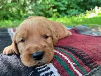 Boone, a male Golden Retriever for sale in Church Hill, TN – 1 of 9