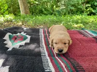 Jemima, a female Golden Retriever for sale in Church Hill, TN – 4 of 8