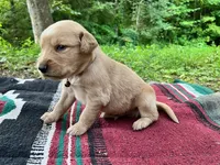 Cincinnatis, a male Golden Retriever for sale in Church Hill, TN – 4 of 9