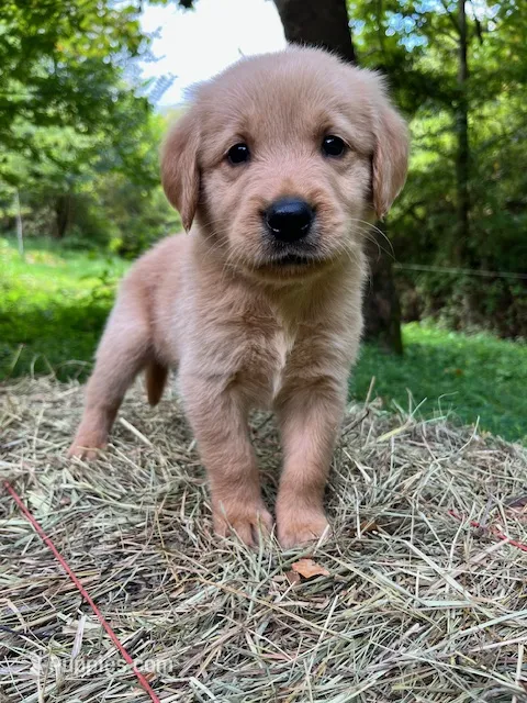 Israel – Golden Retriever puppy for sale in Church Hill, TN