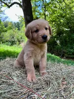 Cincinnatis, a male Golden Retriever for sale in Church Hill, TN – 10 of 10